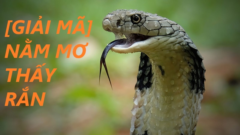 Mơ thấy rắn đánh con gì? Giải mã giấc mơ thấy rắn tại xổ số OK9 3 mơ thấy rắn